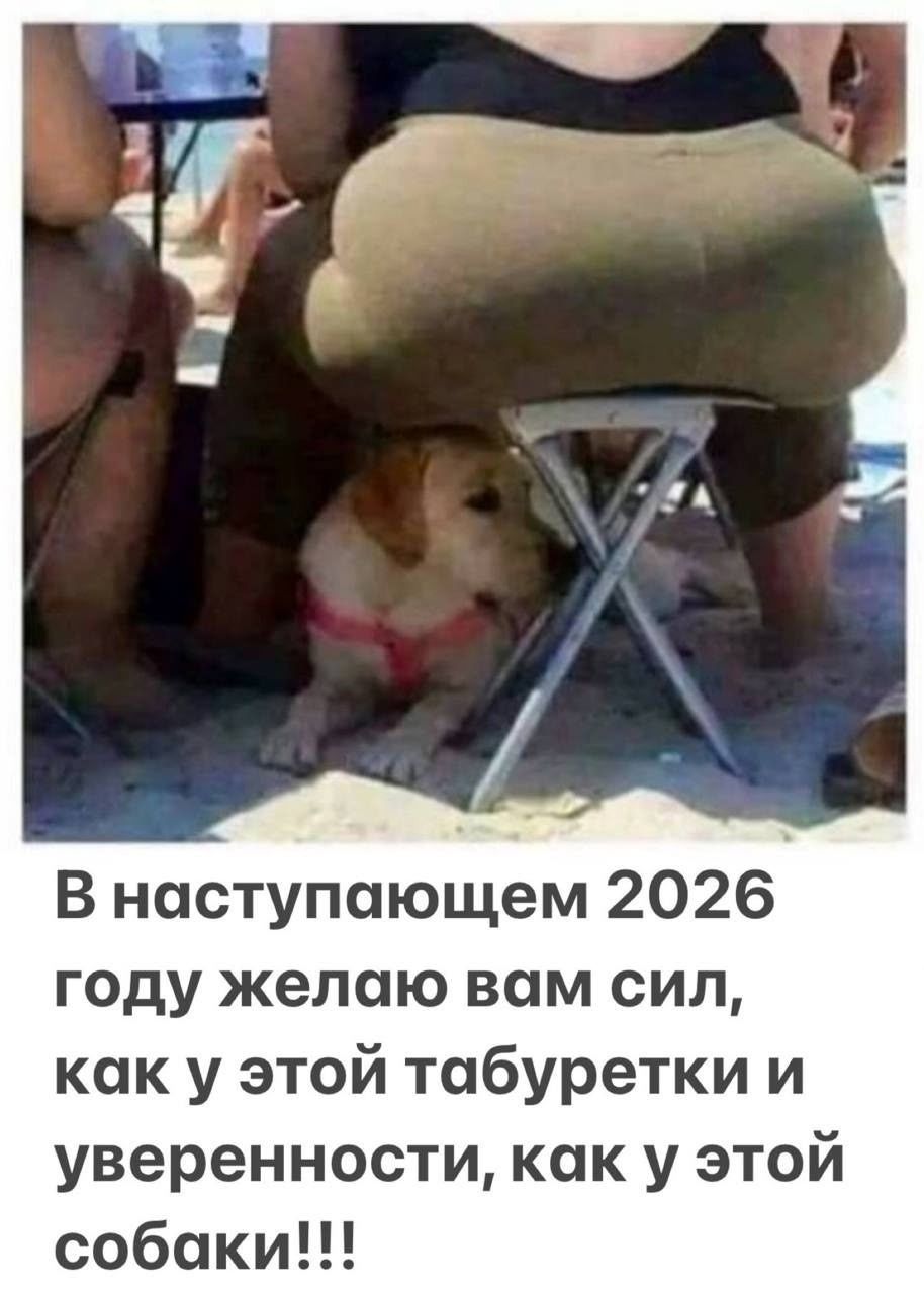 В наступающем 2026 году желаю вам сил, как у этой табуретки и уверенности, как у этой собаки!!!