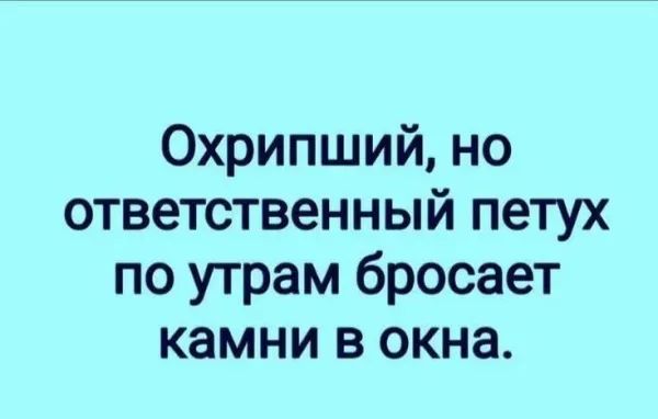 Охрипший, но ответственный петух по утрам бросает камни в окна.