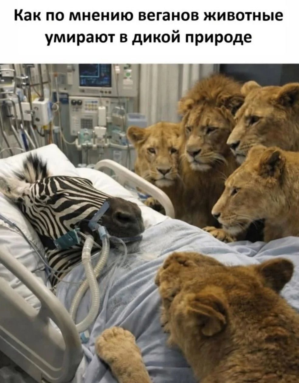 Как по мнению веганов животные умирают в дикой природе