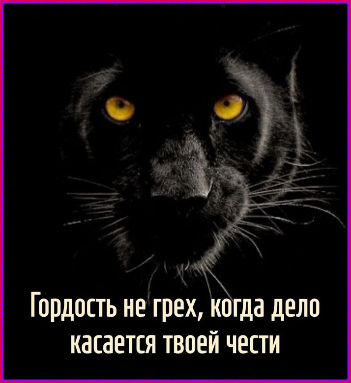Гордость не грех, когда дело касается твоей чести