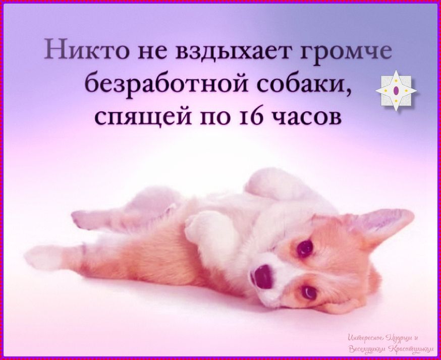 Никто не вздыхает громче безработной собаки, спящей по 16 часов