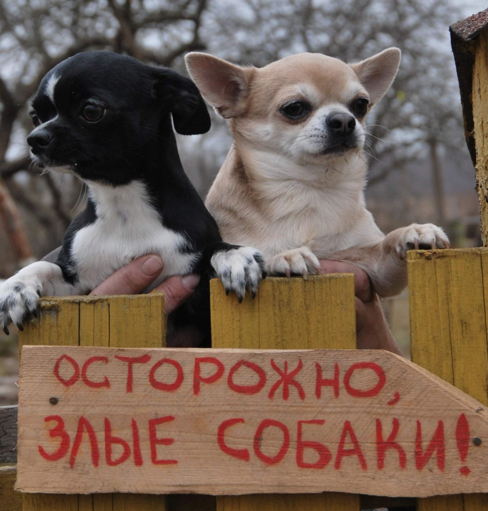 ОСТОРОЖНО, ЗЛЫЕ СОБАКИ!