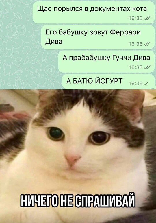 Щас порылся в документах кота
Его бабушку зовут Феррари Дива
А прабабушку Гуччи Дива
А БАТЮ ЙОГУРТ
НИЧЕГО НЕ СПРАШИВАЙ