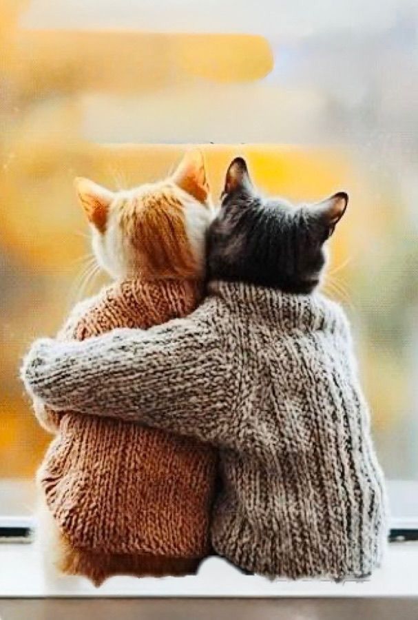 Две кошки в свитерах обнимаются у окна
