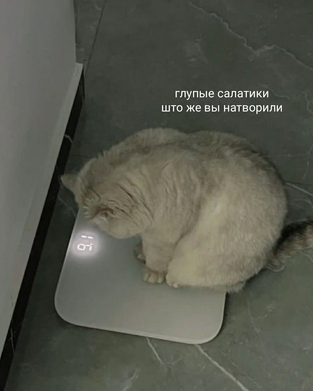 глупые салатики что же вы натворили