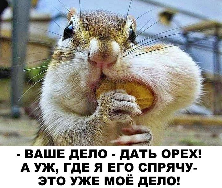 - Ваше дело - дать орех! А уж, где я его спрячу- это уже моё дело!