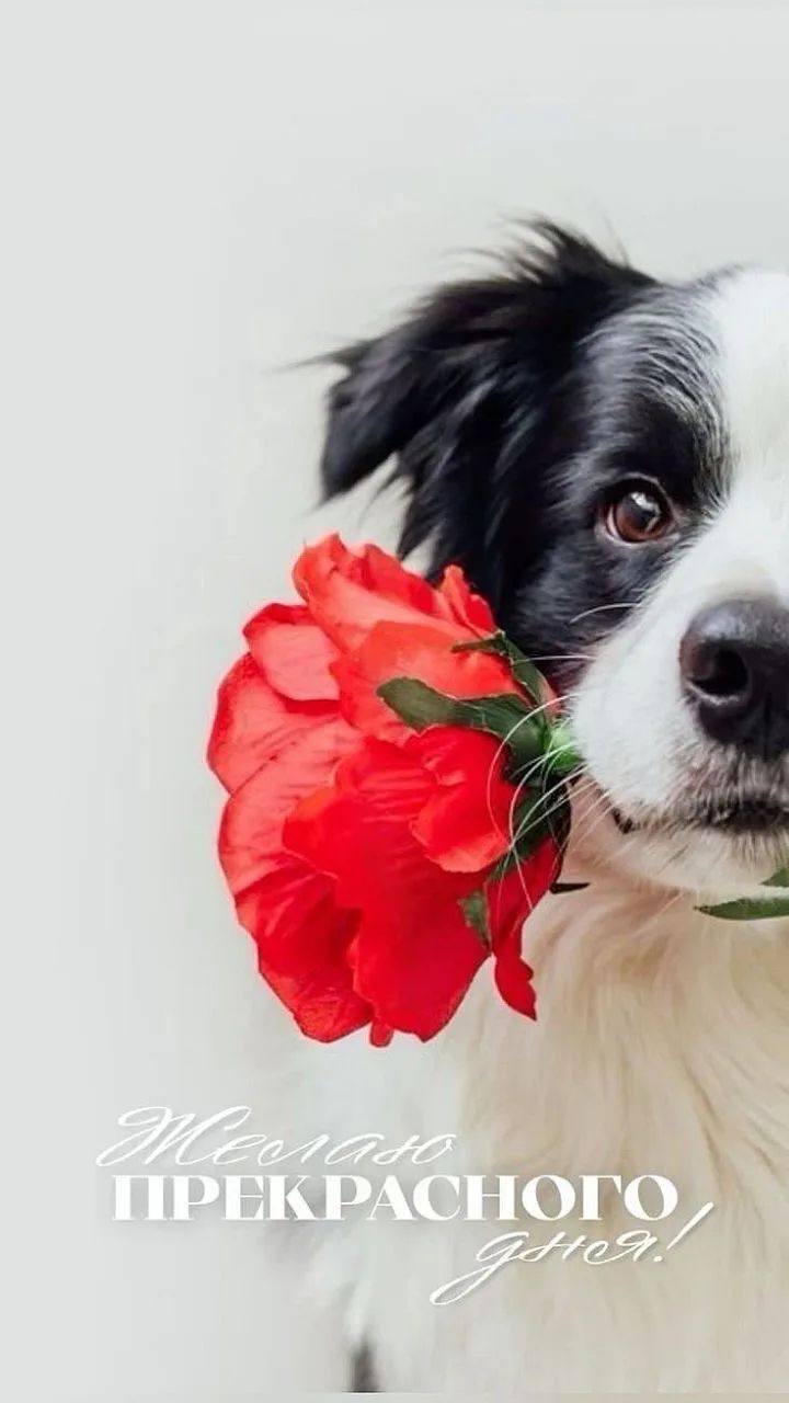 Желаю ПРЕКРАСНОГО дня!