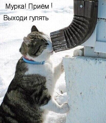 Мурка! Приём! Выходи гулять