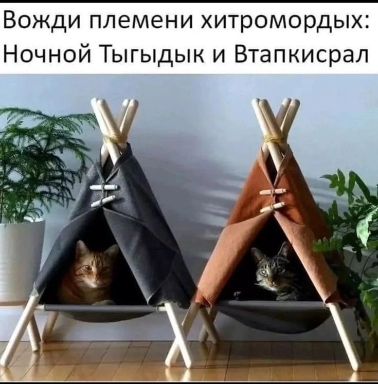 Вожди племени хитромордых: Ночной Тыггудык и Втапкисар