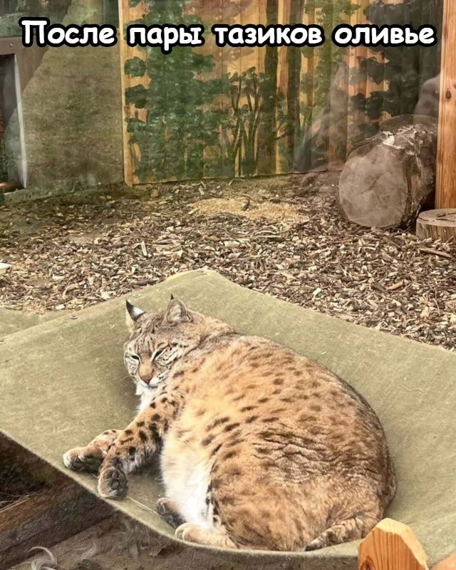 После пары тазиков оливье