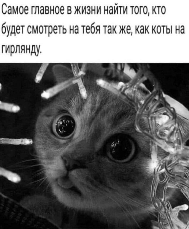 Самое главное в жизни найти того, кто будет смотреть на тебя так же, как коты на гирлянду.