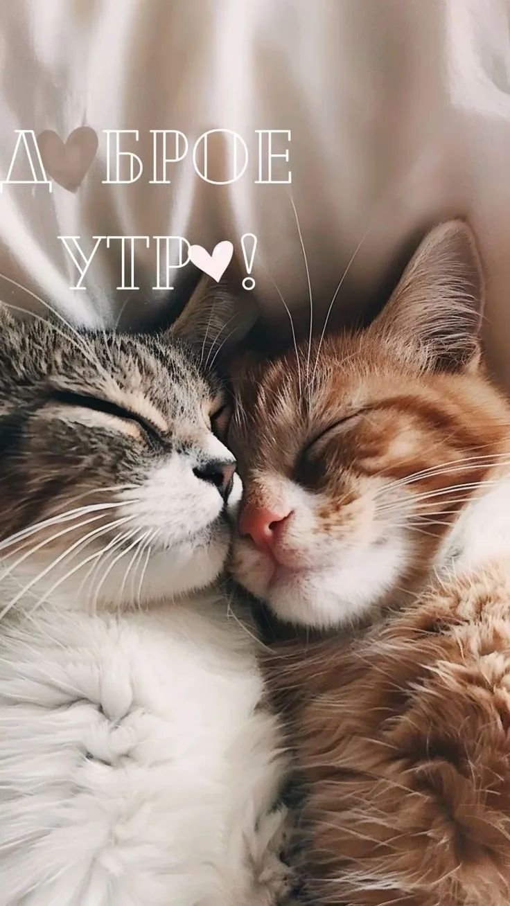 ДОБРОЕ УТРО! ❤️