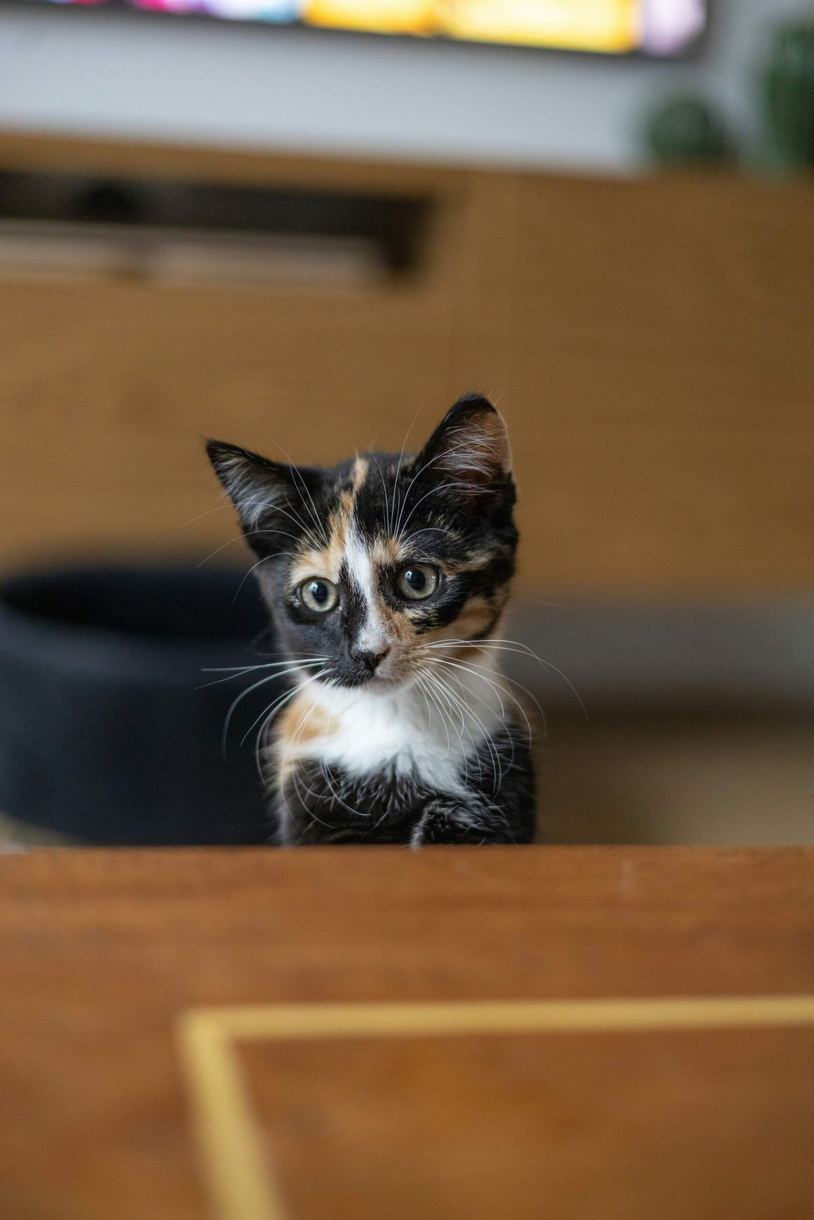 Котенок на столе в помещении, смотрит в камеру