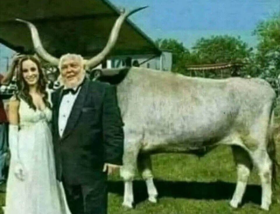 Молодожёны позируют перед большой белой коровой с длинными рогами на приусадебном дворе