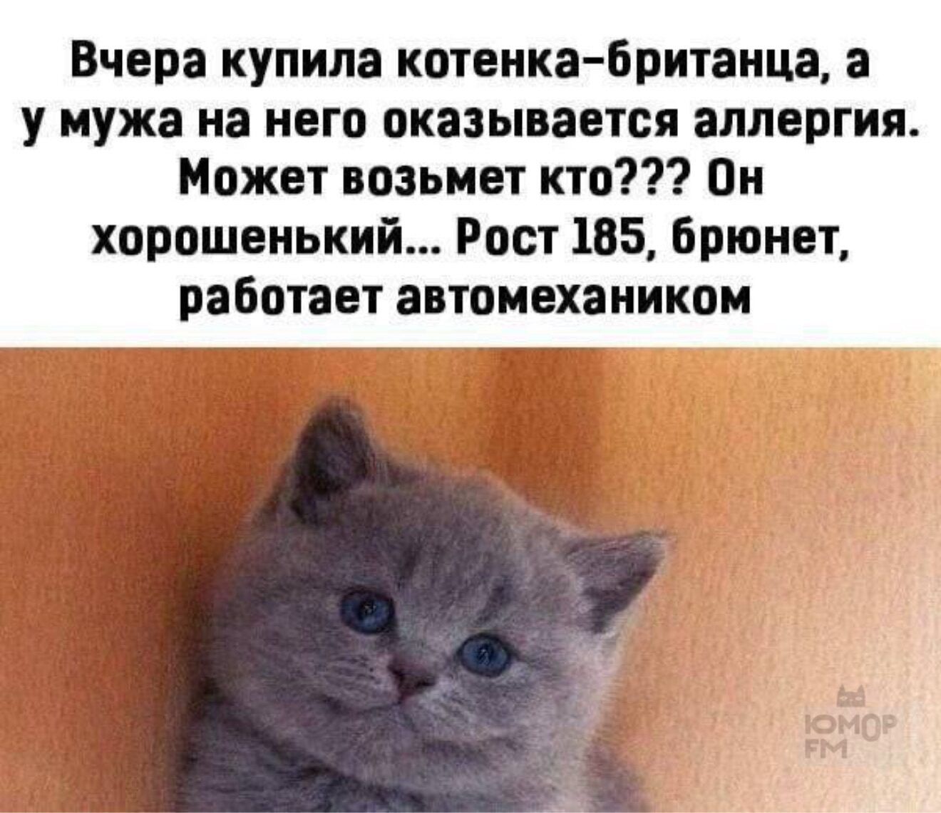 Вчера купила котенка-британца, а у мужа на него оказывается аллергия. Может возьмет кто??? Он хорошенький... Рост 185, брюнет, работает автомехаником