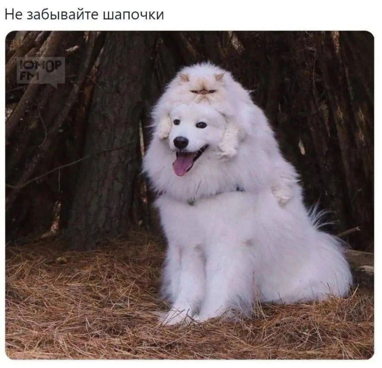 Не забывайте шапочки