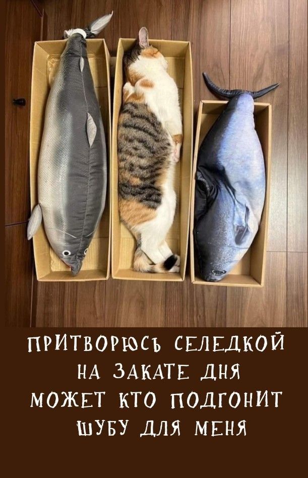 ПРИТВОРЮСЬ СЕЛЕДКОЙ НА ЗАКАТЕ ДНЯ МОЖЕТ КТО ПОДГОНИТ ШУБУ ДЛЯ МЕНЯ