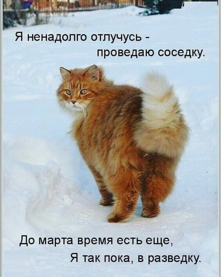 Я ненадолго отлучусь - проведаю соседку. До марта время есть еще, Я так пока, в разведку.