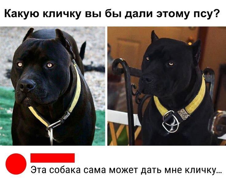 Какую кличку вы бы дали этому псу? Эта собака сама может дать мне кличку...