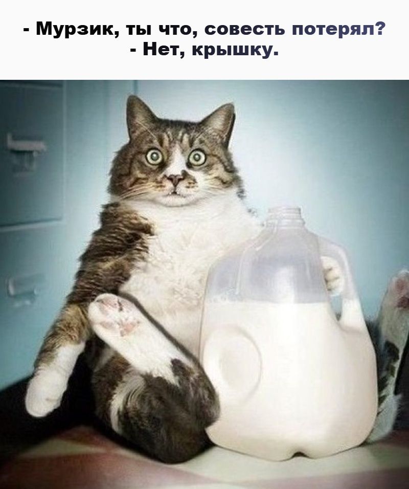 - Муразик, ты что, совесть потерял? - Нет, крышку.