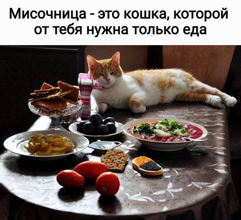 Мисочница - это кошка, которая от тебя нужна только еда
