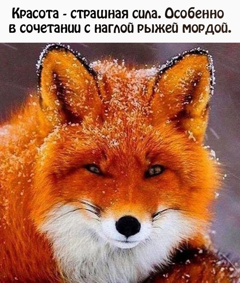 Красота - страшная сила. Особенно в сочетании с наглой рыжей мордой.