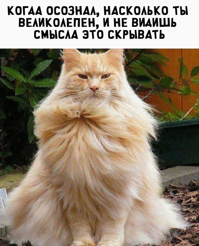 КОГДА ОСОЗНАЛ, НАСКОЛЬКО ТЫ ВЕЛИКОЛЕПЕН, И НЕ ВИЗАЕШ СМЫСЛА ЭТО СКРЫВАТЬ