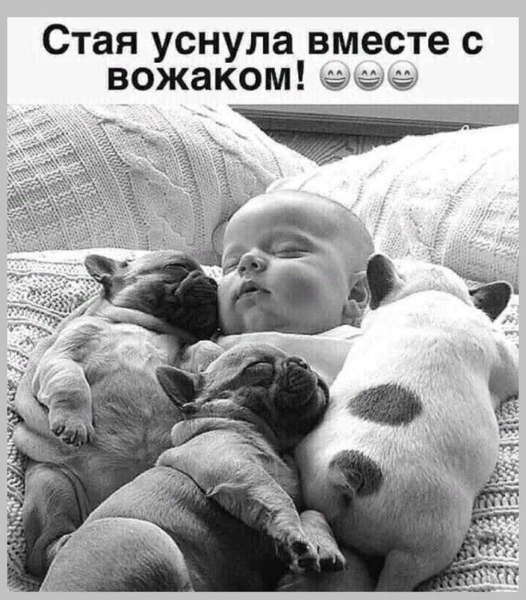 Стaя уснула вместе с вожаком!