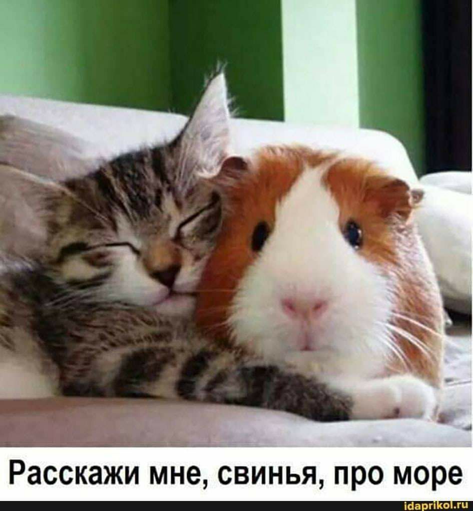 Расскажи мне, свинья, про море