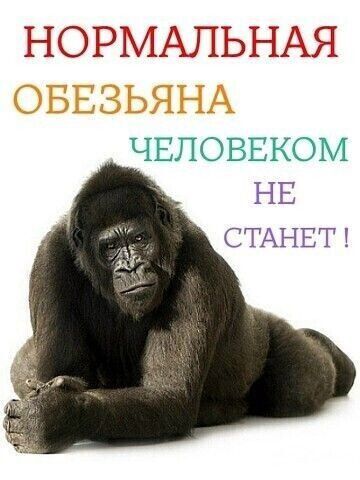 НОРМАЛЬНАЯ ОБЕЗЬЯНА ЧЕЛОВЕКОМ НЕ СТАНЕТ!