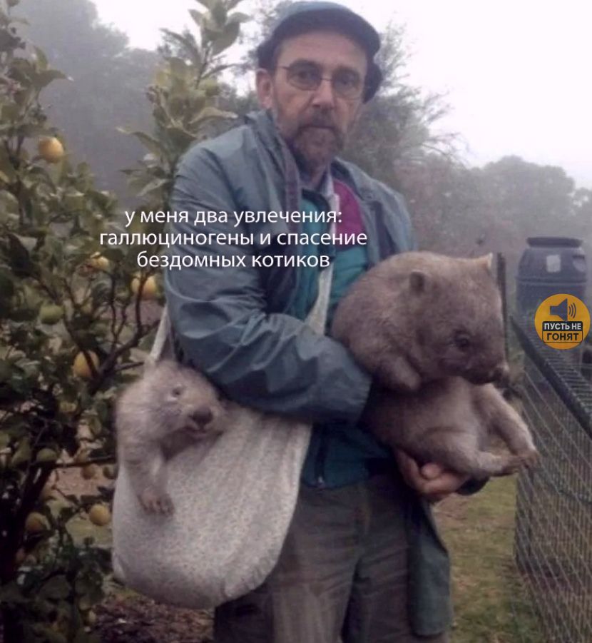 у меня два увлечения: галлюциногены и спасение бездомных котиков