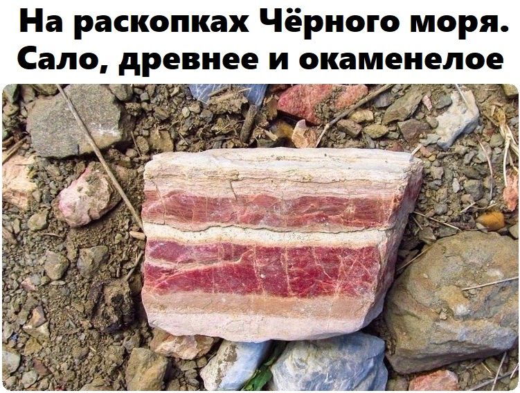 На раскопках Чёрного моря. Сало, древнее и окаменелое