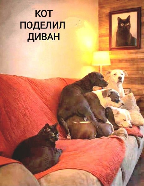 КОТ ПОДЕЛИЛ ДИВАН
