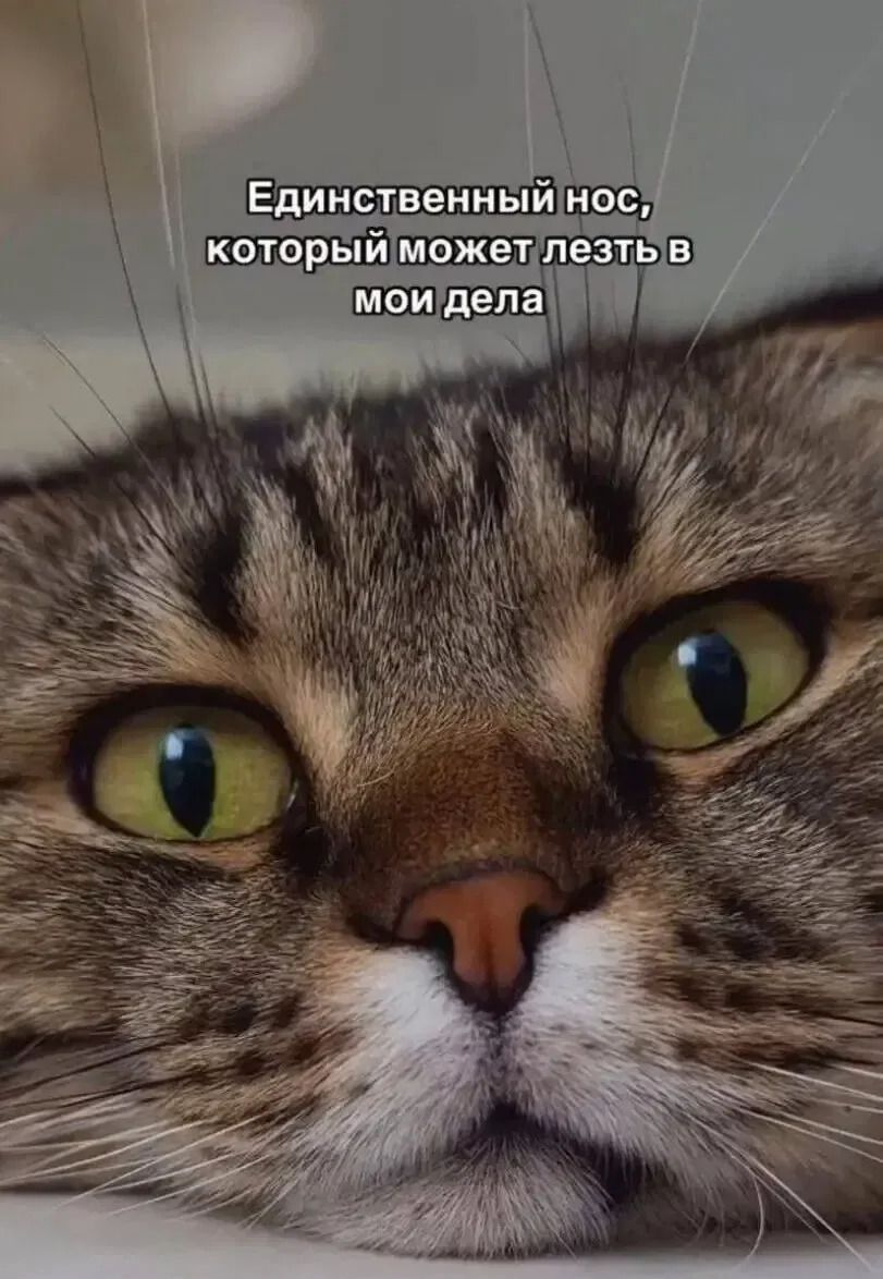 Единственный нос, который может лезть в мои дела