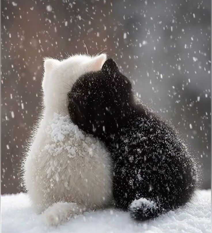 Две кошки — белая и черная — обнимаются на снегу.
