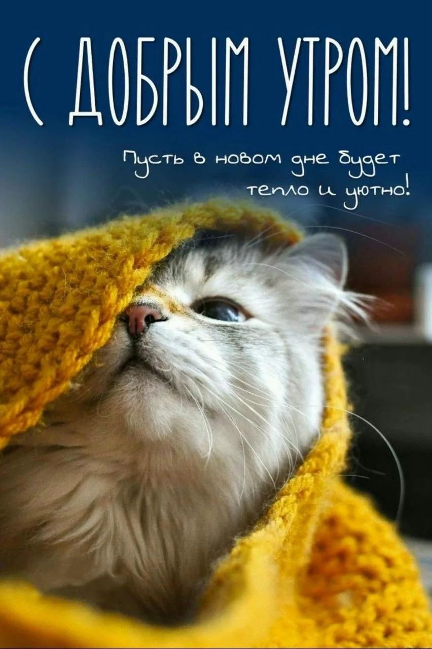 С ДОБРЫМ УТРОМ!
Пусть в новом дне будет тепло и уютно!