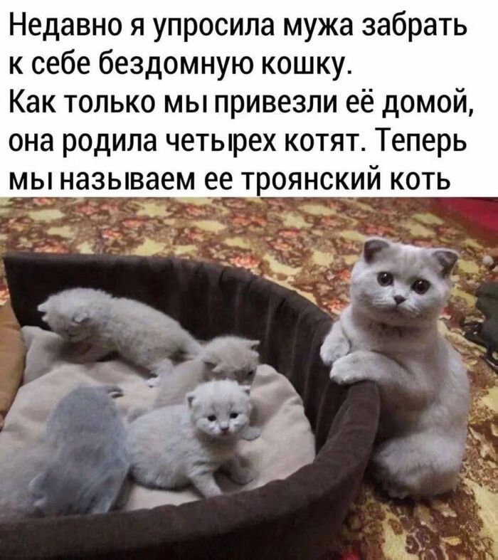 Недавно я попросила мужа забрать к себе бездомную кошку. Как только мы привезли её домой, она родила четырёх котят. Теперь мы называем её троянский кот.