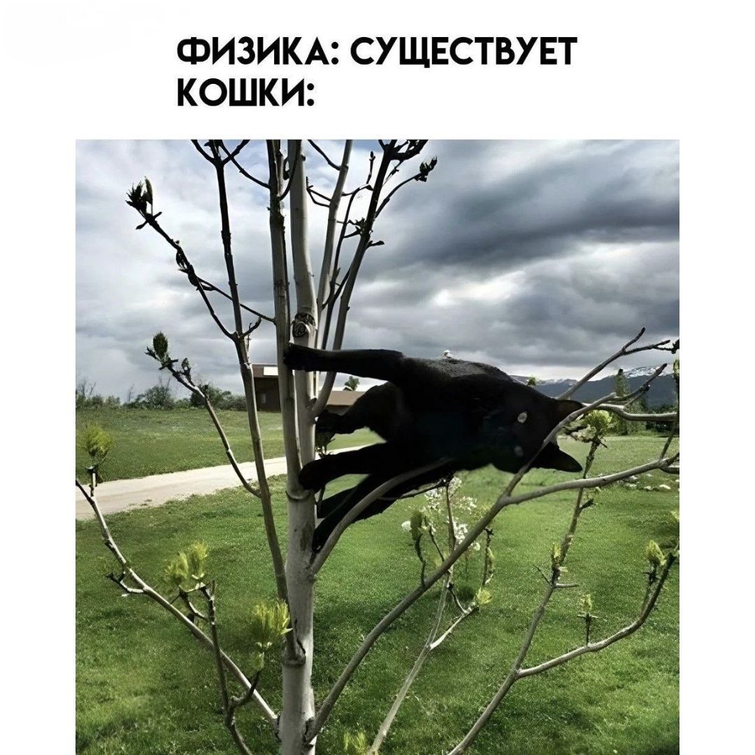 ФИЗИКА: СУЩЕСТВУЕТ КОШКИ: