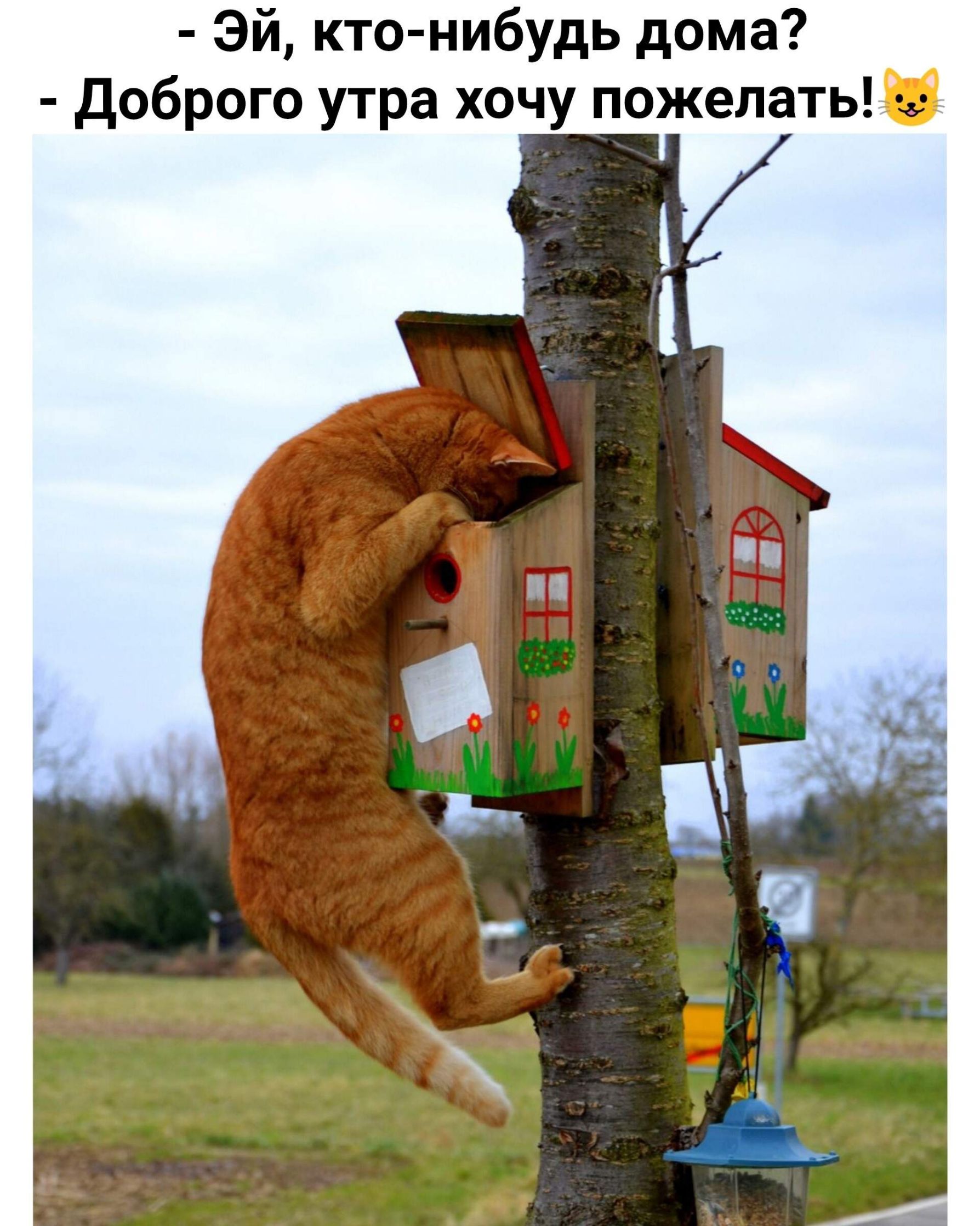 - Эй, кто-nибудь дома? - Доброого утра хочу пожелать!