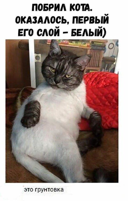 ПОБРИЛ КОТА. ОКАЗАЛОСЬ, ПЕРВЫЙ ЕГО СЛОЙ – БЕЛЫЙ
это грунтовка