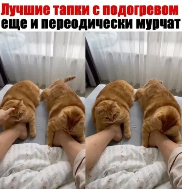 Лучшие тапки с подогревом еще и передодически мурчат