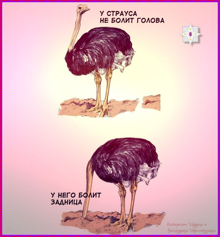 У страуса не болит головы
У него болит задница