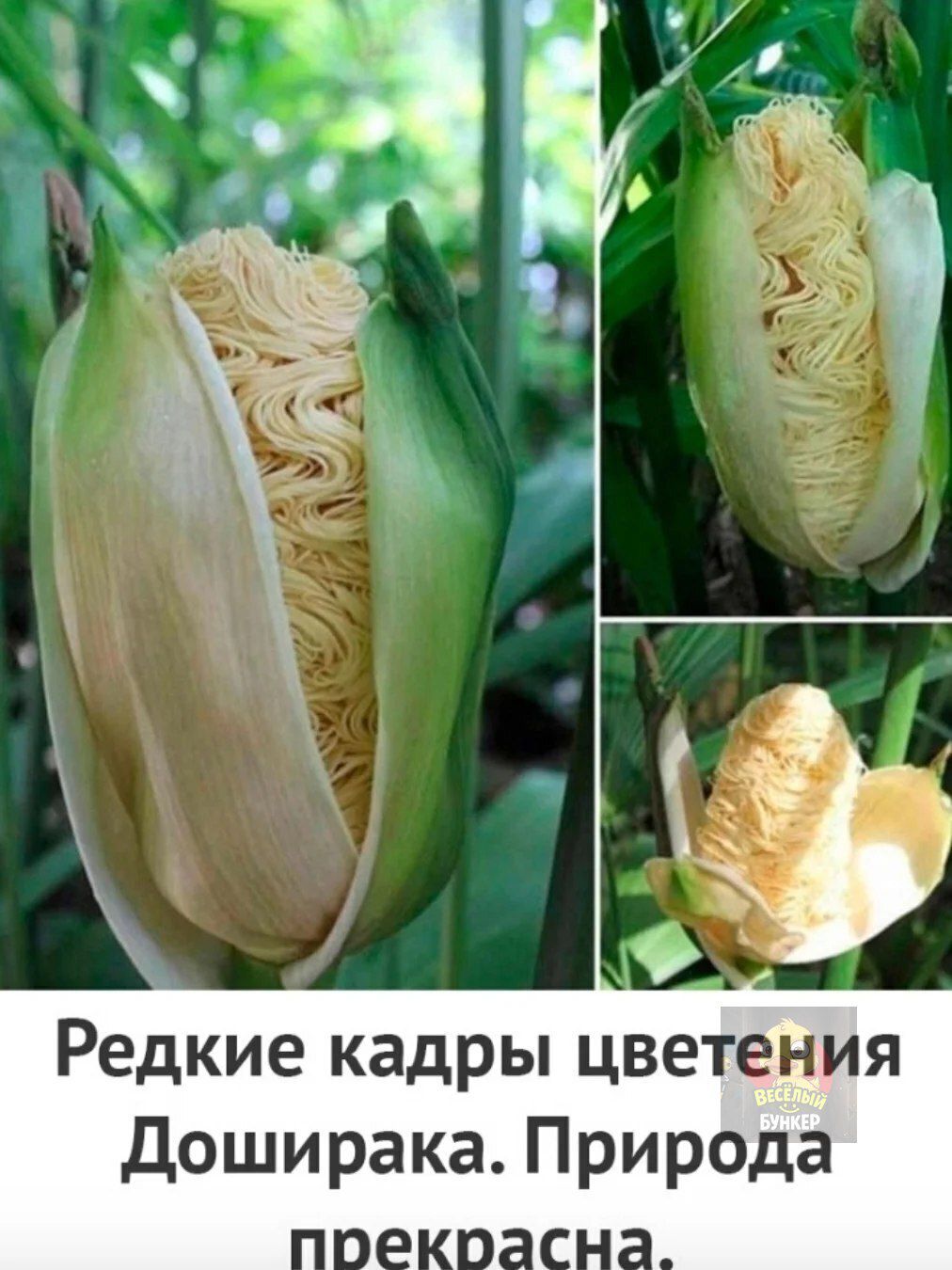 Редкие кадры цветения Доширака. Природа прекрасна.