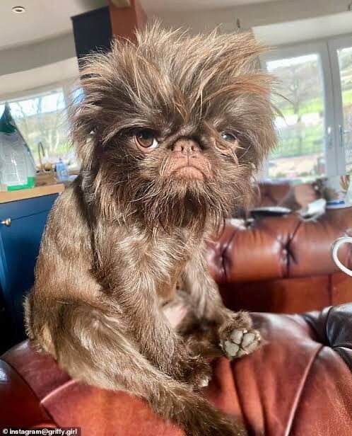 Пуховая собачка с мрачным выражением лица сидит на кожаном диване.