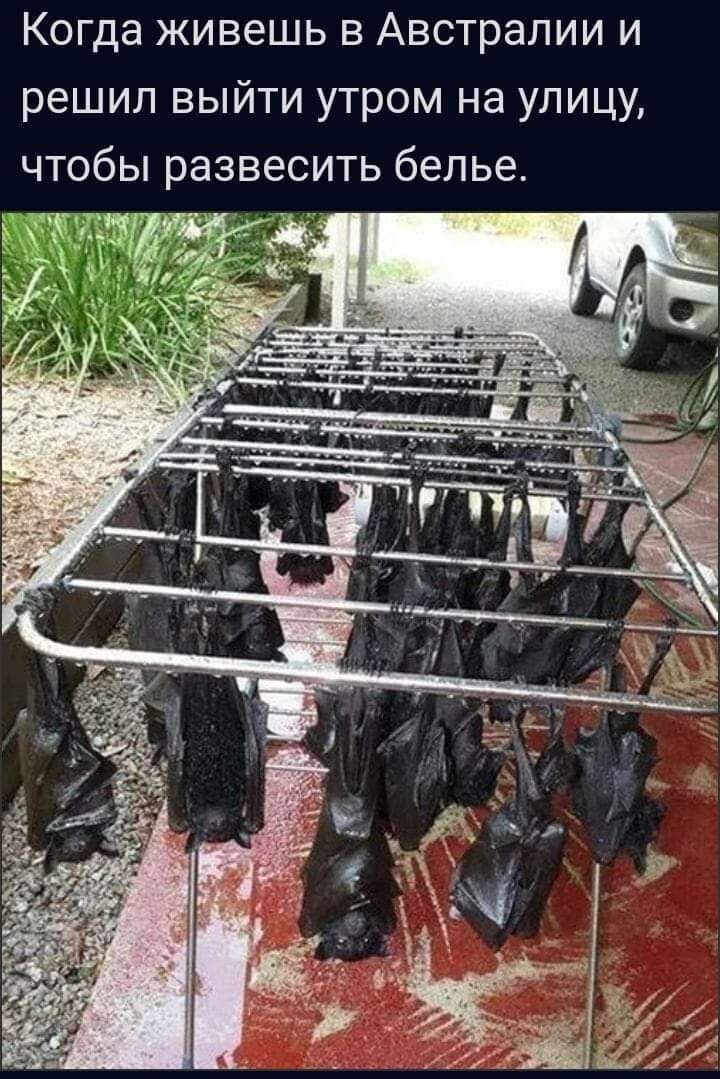 Когда живешь в Австралии и решил выйти утром на улицу, чтобы развесить бельё.