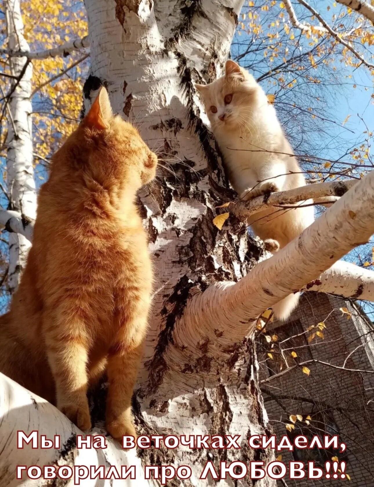 Мы на веточках сидели, говорили про ЛЮБОВЬ!!!