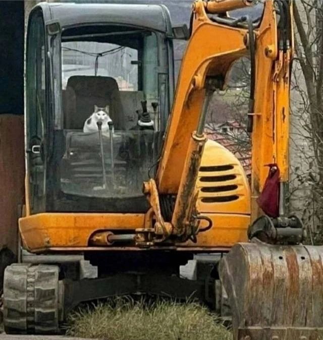 Два кота сидят в кабине маленького экскаватора.
