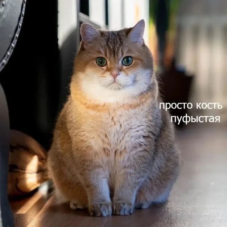 просто кость пухистая