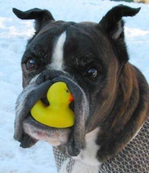 Собака с желтой резиновой уткой на носу на снегу