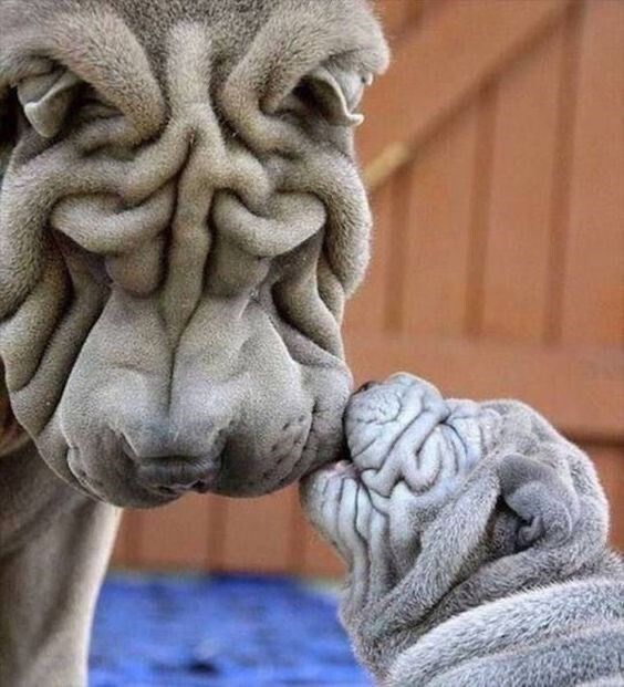 Шарпей с многочисленными складками, дружелюбно касается носом другого шарпея